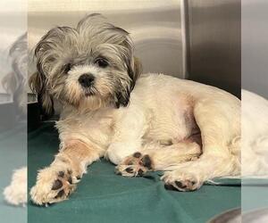 Lhasa Apso-Unknown Mix Dogs for adoption in San Antonio, TX, USA