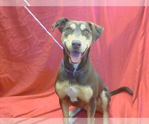 Doberman Pinscher Dogs for adoption in Sacramento, CA, USA