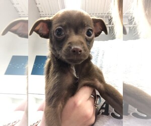 Medium Photo #1 Chihuahua-Unknown Mix Puppy For Sale in Longview, WA, USA
