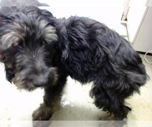 Mutt Dogs for adoption in Moreno Valley, CA, USA