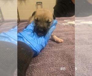 German Shepherd Dog Dogs for adoption in Modesto, CA, USA