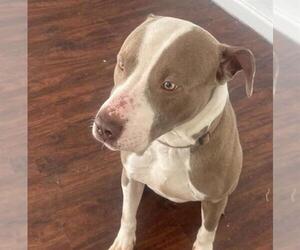 American Staffordshire Terrier-Unknown Mix Dogs for adoption in San Antonio, TX, USA