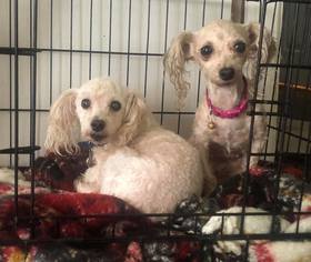 Poodle (Toy) Dogs for adoption in Blakeslee, PA, USA