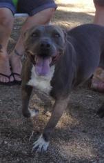 American Pit Bull Terrier Dogs for adoption in Lancaster, CA, USA