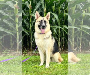 Akita-German Shepherd Dog Mix Dogs for adoption in Pottstown, PA, USA