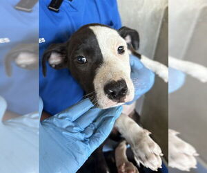 American Pit Bull Terrier Dogs for adoption in San Bernardino, CA, USA