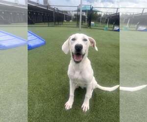 Labrenees Dogs for adoption in Houston, TX, USA