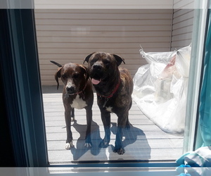 Mastiff-Unknown Mix Dogs for adoption in Doylestown, PA, USA