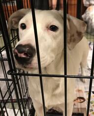 Lab-Pointer Dogs for adoption in Pembroke, GA, USA