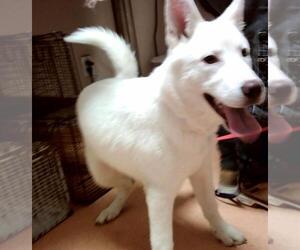 Siberian Husky Dogs for adoption in Martinez, CA, USA