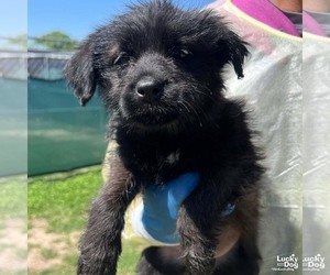 Mutt Dogs for adoption in Washington, DC, USA