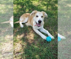Golden Retriever Dogs for adoption in Sebec, ME, USA