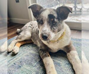 Australian Shepherd-Unknown Mix Dogs for adoption in Fort Wayne, IN, USA