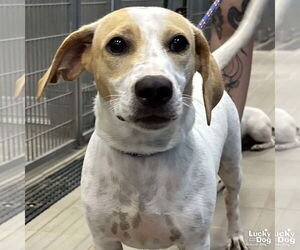 Beagle-Unknown Mix Dogs for adoption in Washington, DC, USA