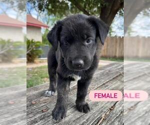 German Shepherd Dog-Unknown Mix Dogs for adoption in San Antonio, TX, USA