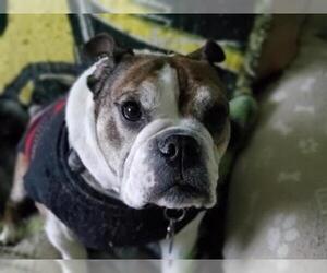 American Bulldog Dogs for adoption in Battle Ground, WA, USA