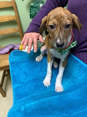 Chiweenie Dogs for adoption in Mt. Laurel, NJ, USA