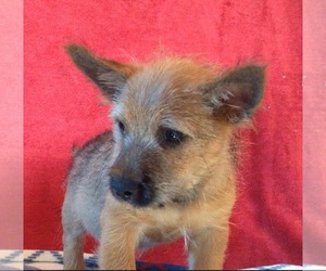 Cairn Terrier Dogs for adoption in Rye, NH, USA