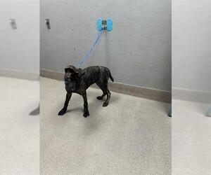 American Pit Bull Terrier-Unknown Mix Dogs for adoption in Las Vegas, NV, USA