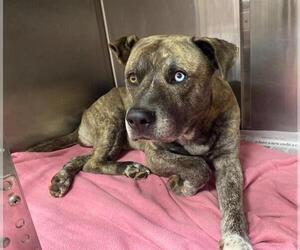 American Staffordshire Terrier-Unknown Mix Dogs for adoption in San Antonio, TX, USA