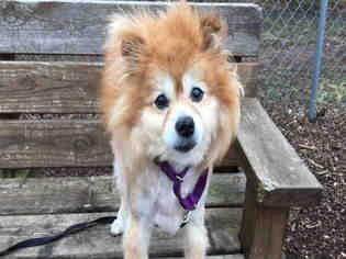 Pomeranian Dogs for adoption in Urbana, IL, USA