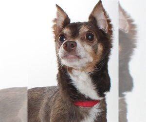 Miniature Pinscher Dogs for adoption in Burbank, CA, USA