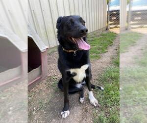 Border Collie Dogs for adoption in Hillsdale, IN, USA