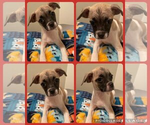 Chug Dogs for adoption in Walnutport, PA, USA