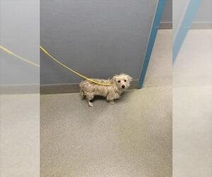 Mutt Dogs for adoption in Las Vegas, NV, USA