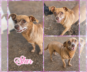 Chihuahua Dogs for adoption in Blacksburg, SC, USA