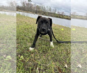 Bulldog-Labrador Retriever Mix Dogs for adoption in Tarrytown, GA, USA