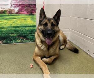 German Shepherd Dog Dogs for adoption in Moreno Valley, CA, USA