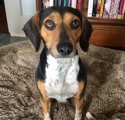 Doxle Dogs for adoption in Brownsboro, AL, USA