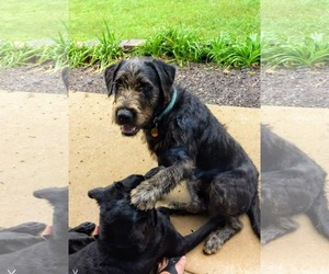 GIANT SCHNAUZER -Unknown Mix Dogs for adoption in Asheville, NC, USA