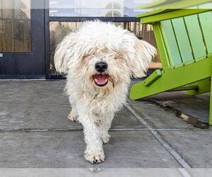 Maltese Dogs for adoption in Denver, CO, USA