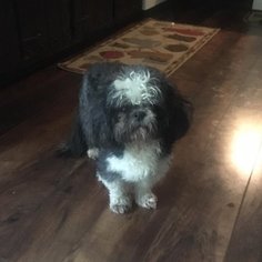 Shih Tzu-Unknown Mix Dogs for adoption in Martins Creek, PA, USA