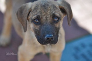 Black Mouth Cur Dogs for adoption in Boonton, NJ, USA