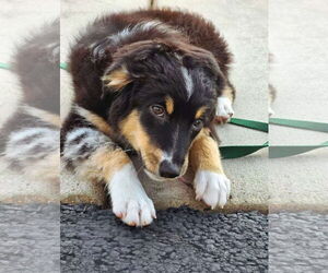 Australian Shepherd Dogs for adoption in Wheaton, IL, USA