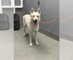 German Shepherd Dog-Unknown Mix Dogs for adoption in Las Vegas, NV, USA