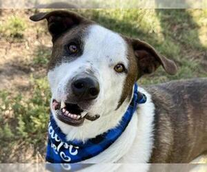 American Pit Bull Terrier-Unknown Mix Dogs for adoption in Pueblo, CO, USA