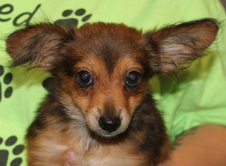Papillon Dogs for adoption in Hillsdale, IN, USA
