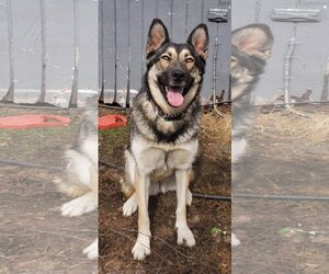 German Shepherd Dog-Huskies Mix Dogs for adoption in Anchorage, AK, USA