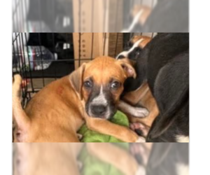 Boxer Dogs for adoption in Austin, TX, USA