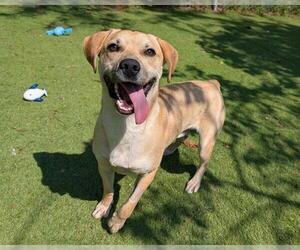 Mutt Dogs for adoption in Raleigh, NC, USA