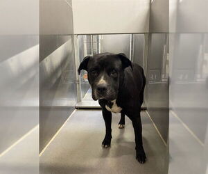 Mutt Dogs for adoption in Modesto, CA, USA