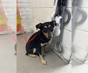 Chihuahua-Unknown Mix Dogs for adoption in San Bernardino, CA, USA