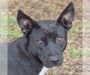 Pembroke Welsh Corgi-Unknown Mix Dogs for adoption in Huntley, IL, USA