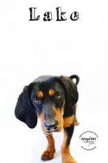 Basset Hound-Rottweiler Mix Dogs for adoption in Los Angeles, CA, USA