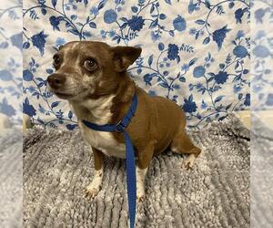 Chihuahua Dogs for adoption in Modesto, CA, USA