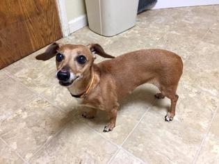 Chiweenie Dogs for adoption in Pierceton , IN, USA